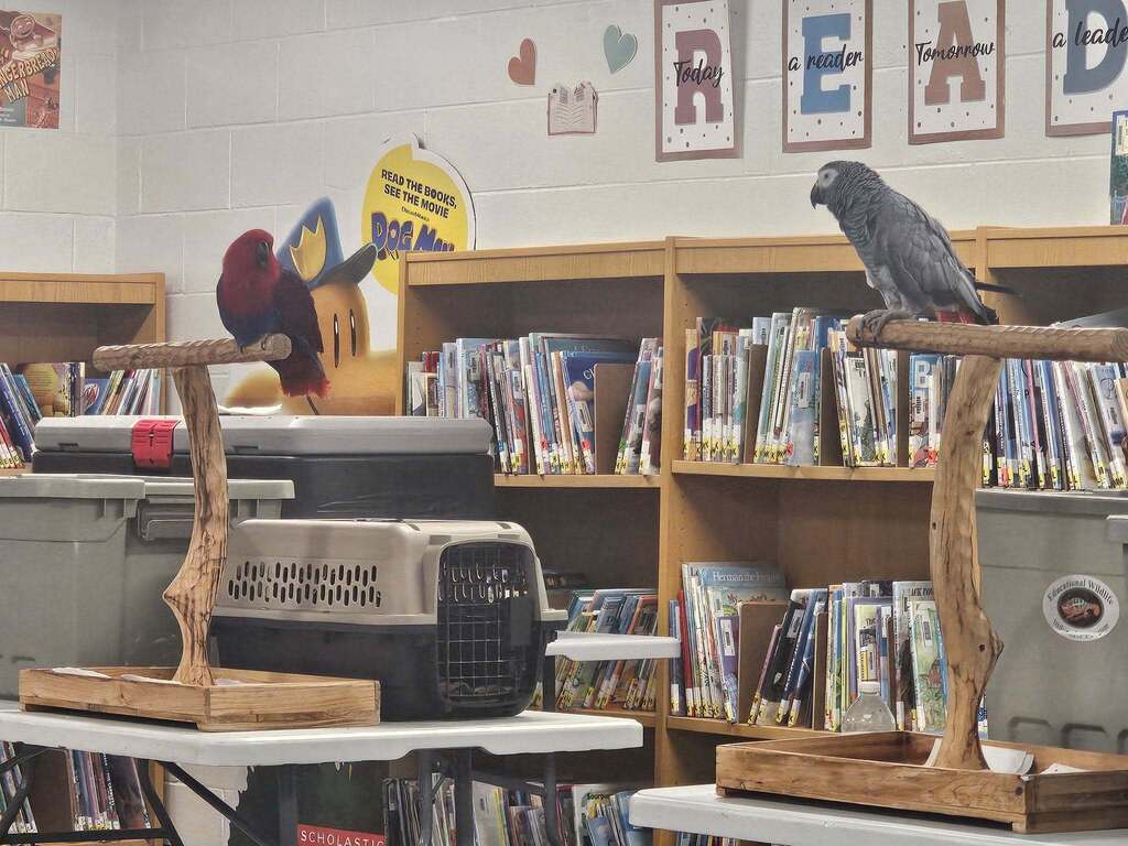 Two birds in a classroom 