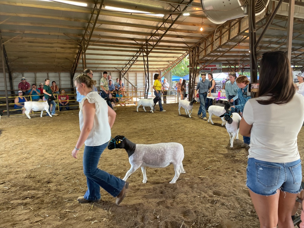 students showing sheep in ring