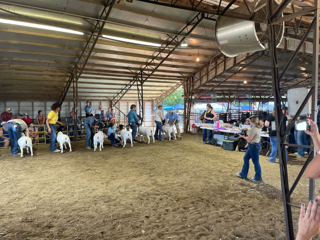 students showing sheep in ring