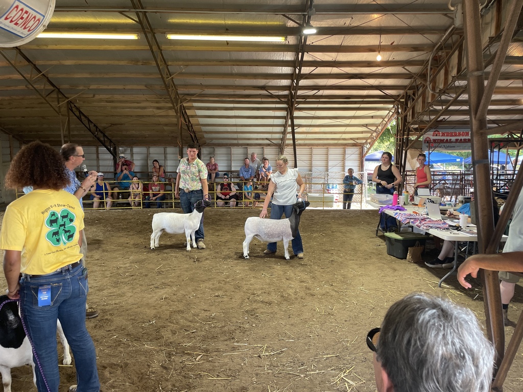students showing sheep in ring