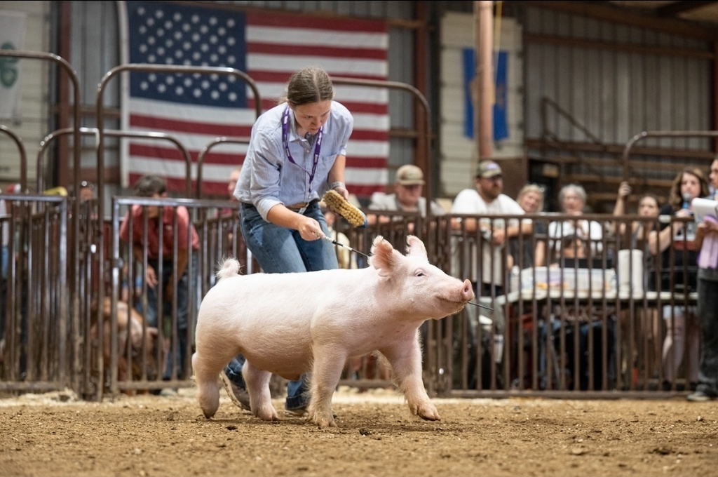 student with livestock