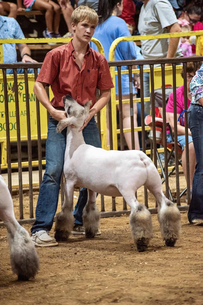 Student shows lamb at fair