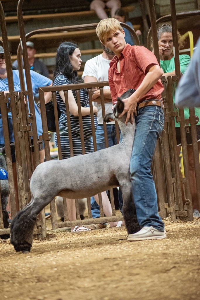 Student shows lamb at fair
