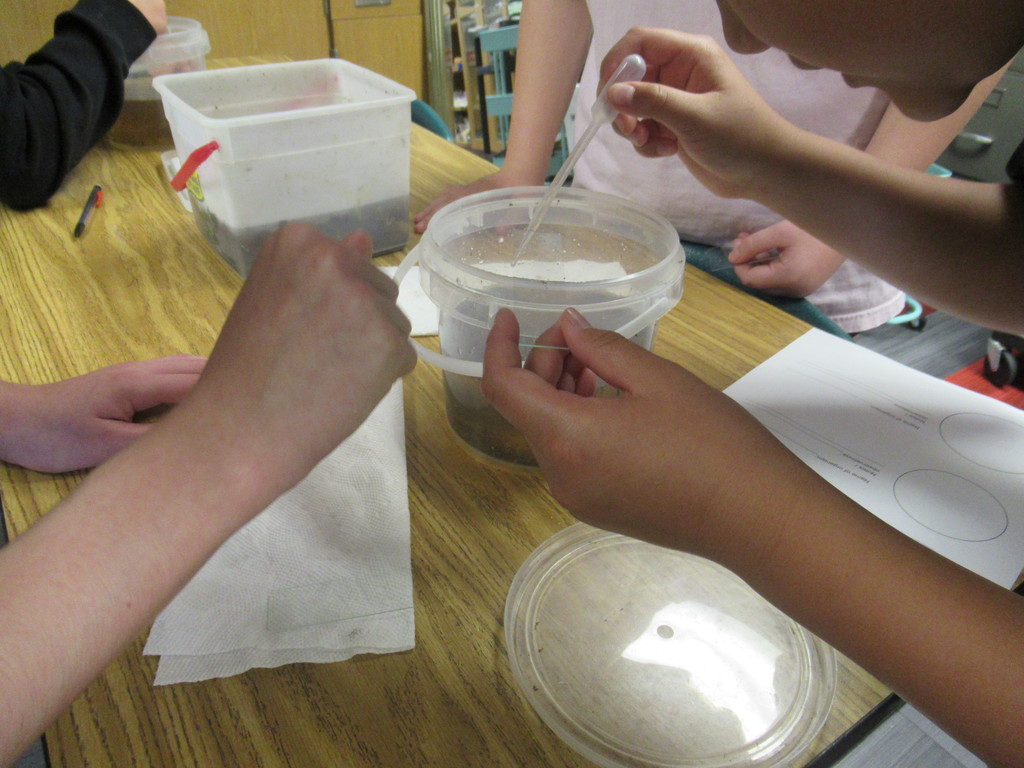 putting micro organism on slide 