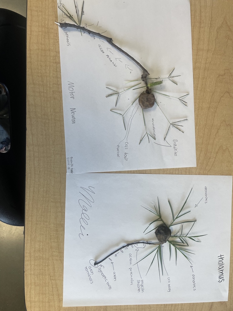 model of neuron