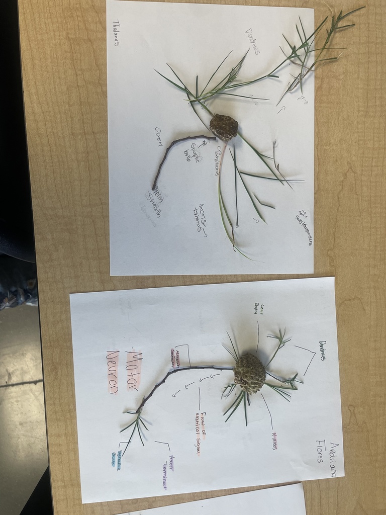 model of neuron
