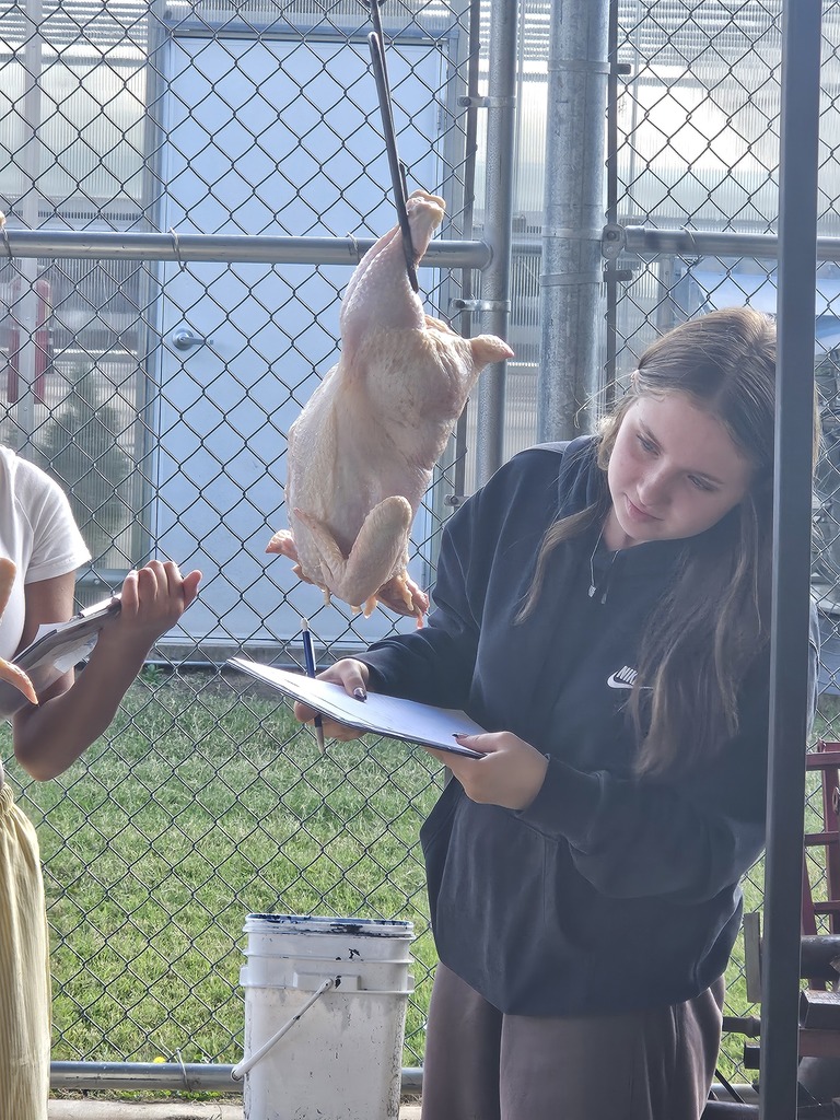 student judging chickens