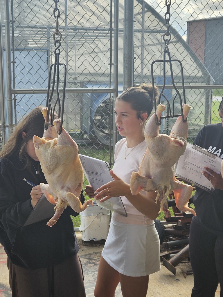 student judging chickens