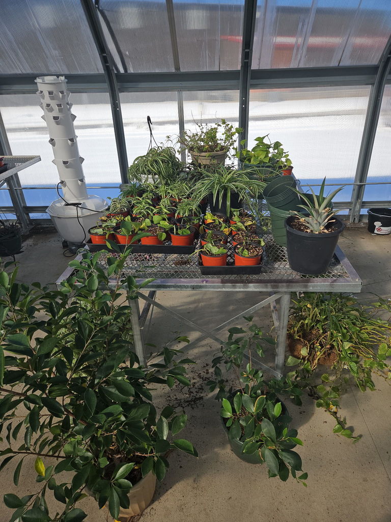 plants in greenhouse