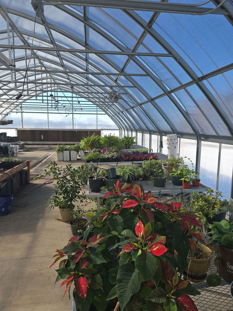 plants in greenhouse