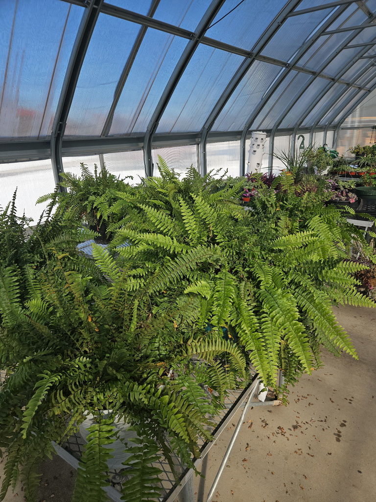 plants in greenhouse