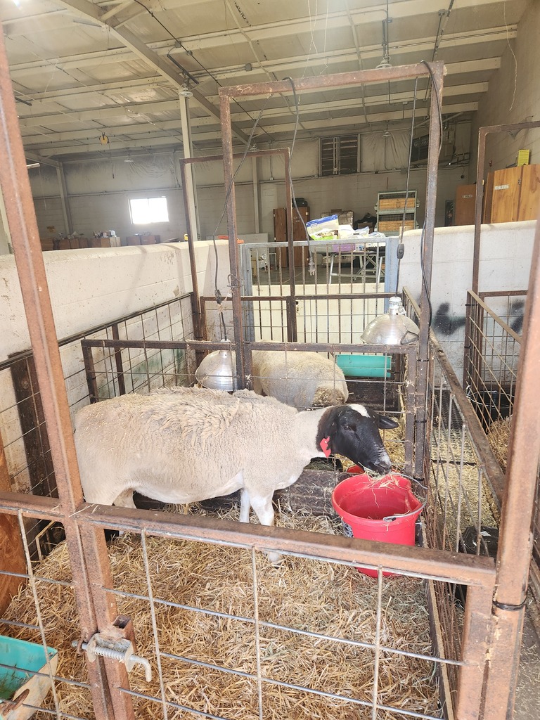 picture of sheep in barn