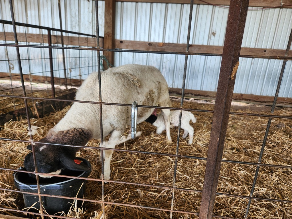 baby lamb and mom sheep