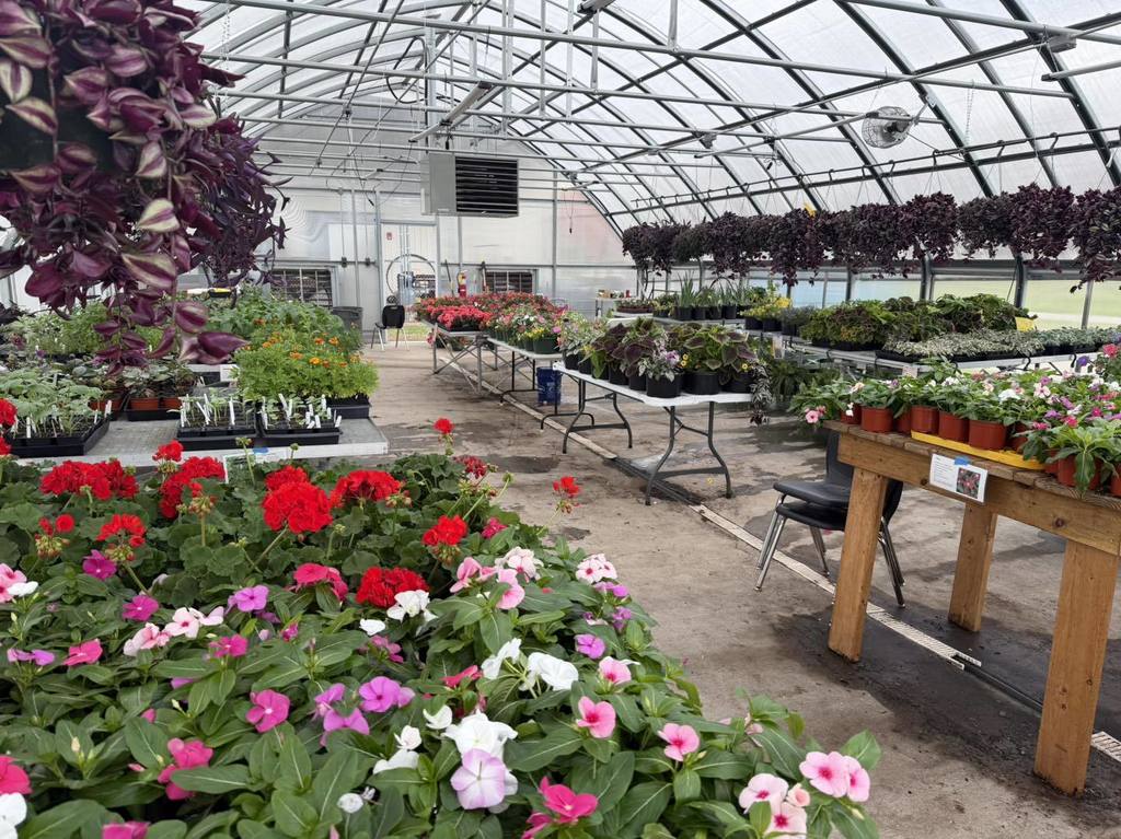 plants in greenhouse