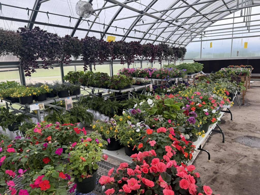 plants in greenhouse