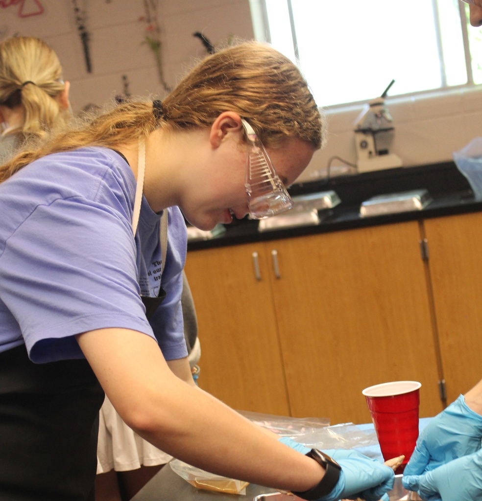 Students participating in pig dissection day in Mrs. Maxwell's class