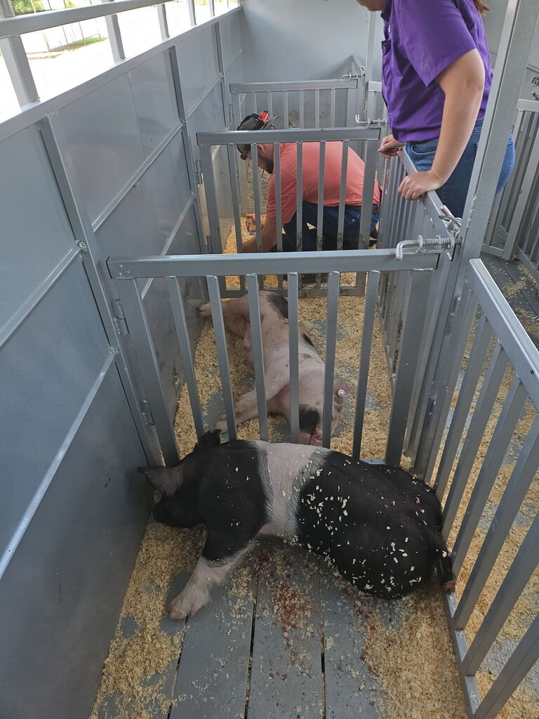 pigs in their transport trailer 