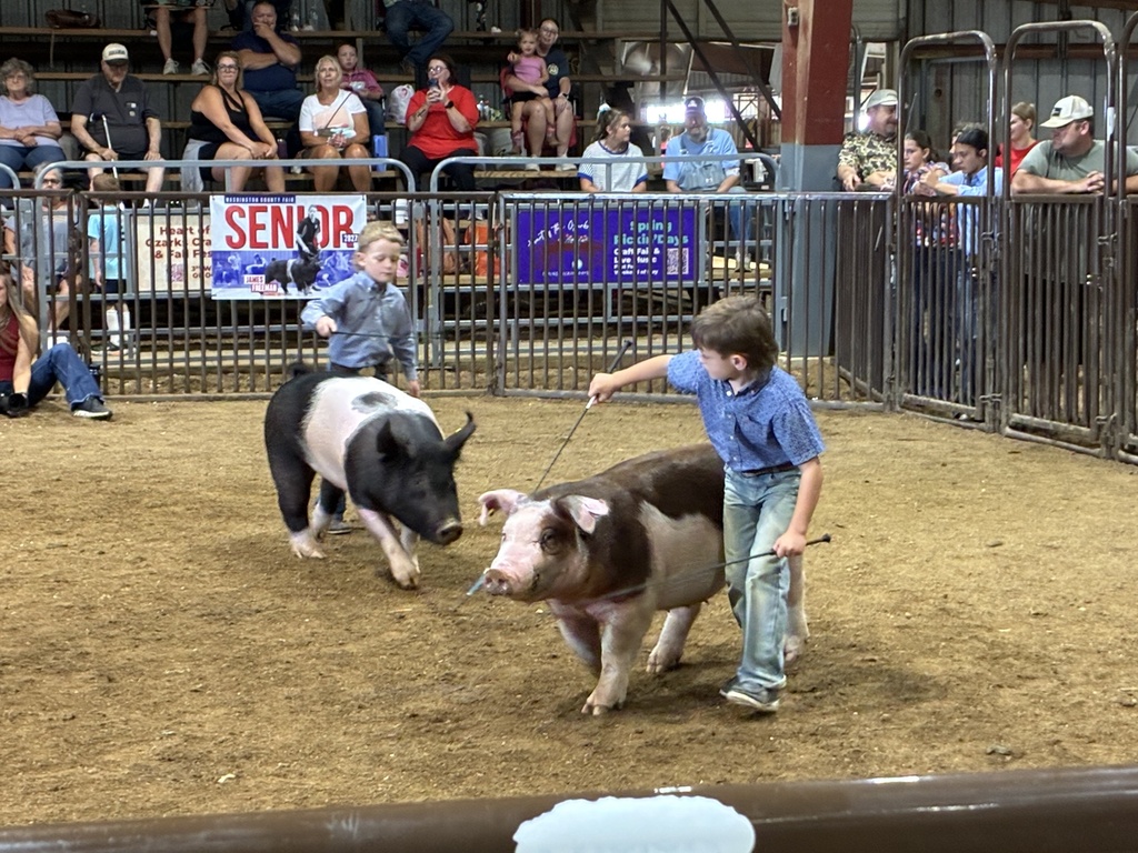 students showing pigs in arena