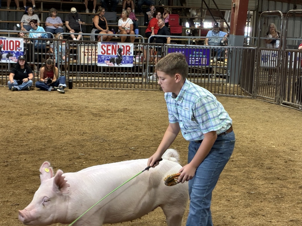 students showing pigs in arena
