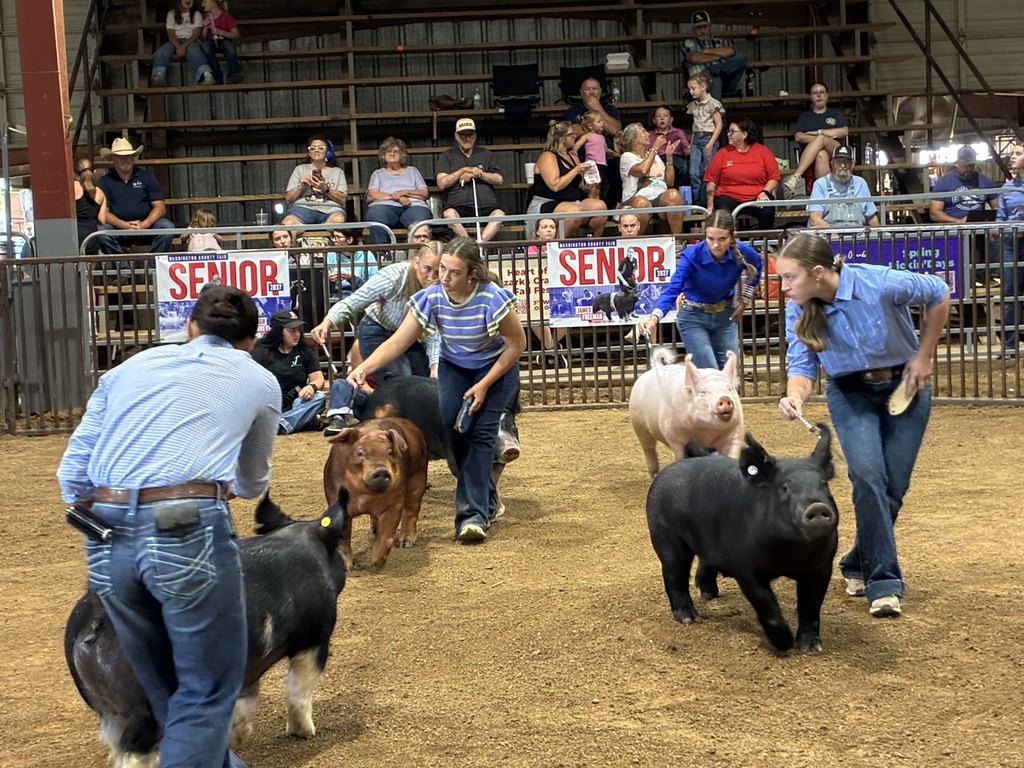 students showing pigs in arena