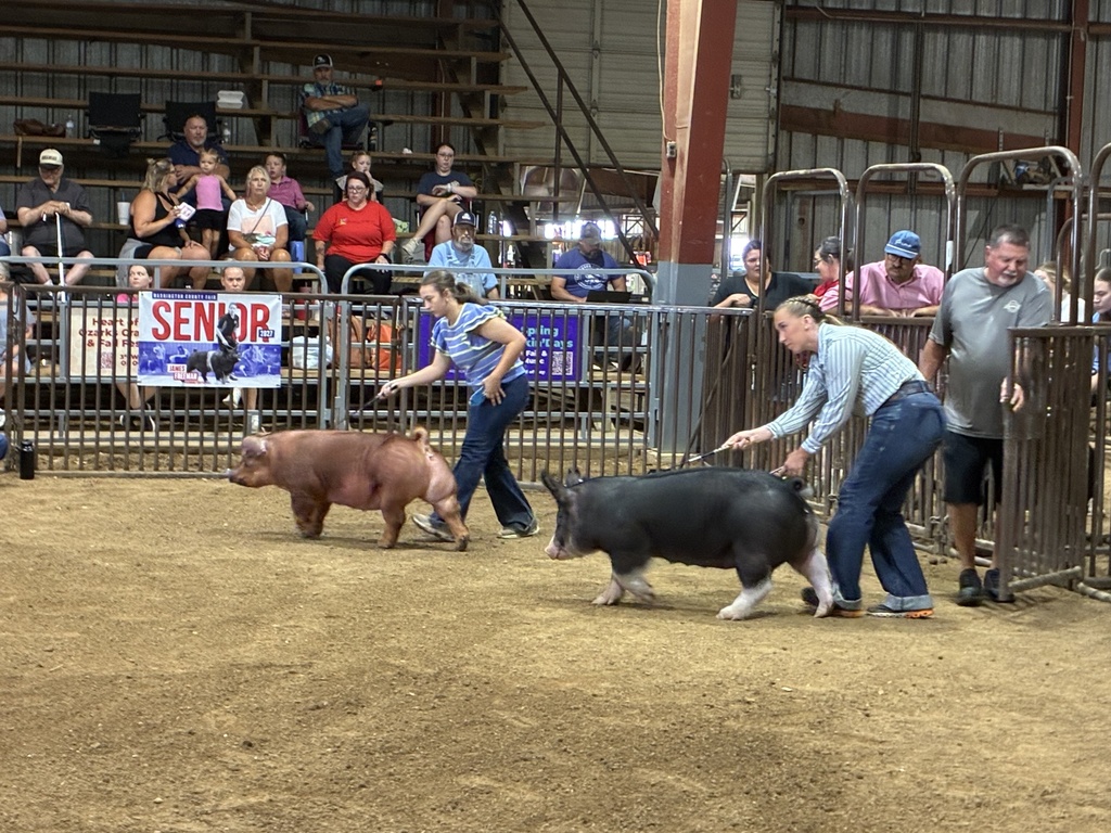 students showing pigs in arena