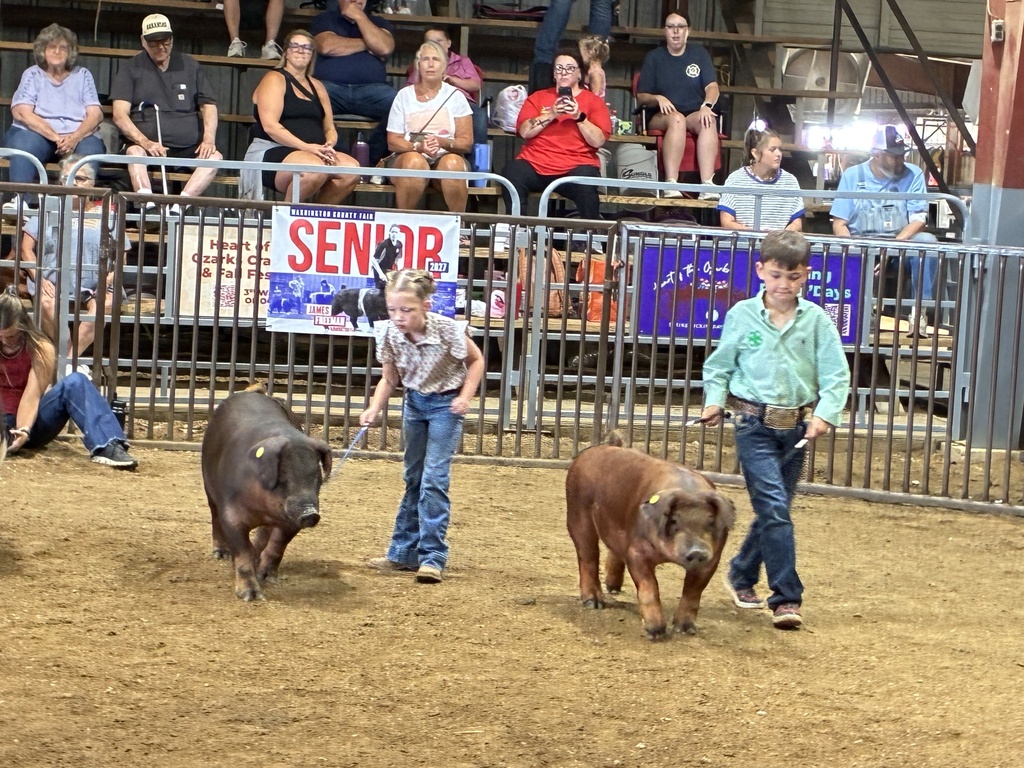 students showing pigs in arena