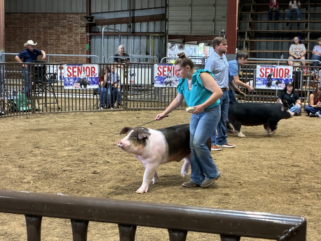 students showing pigs in arena