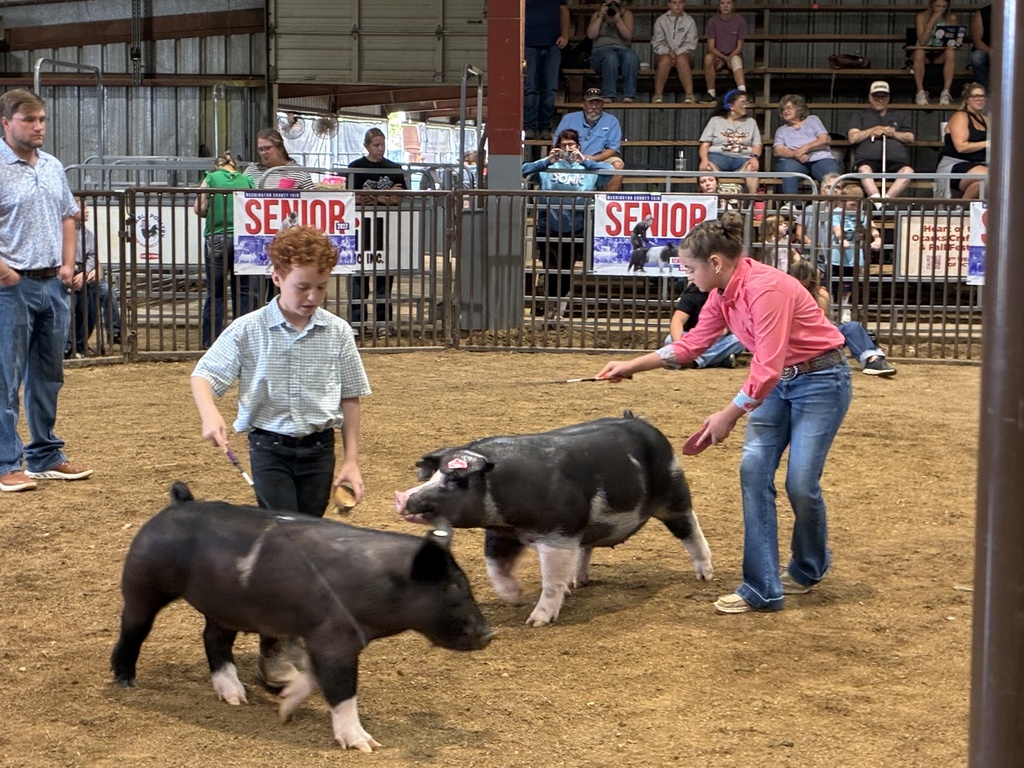 students showing pigs in arena