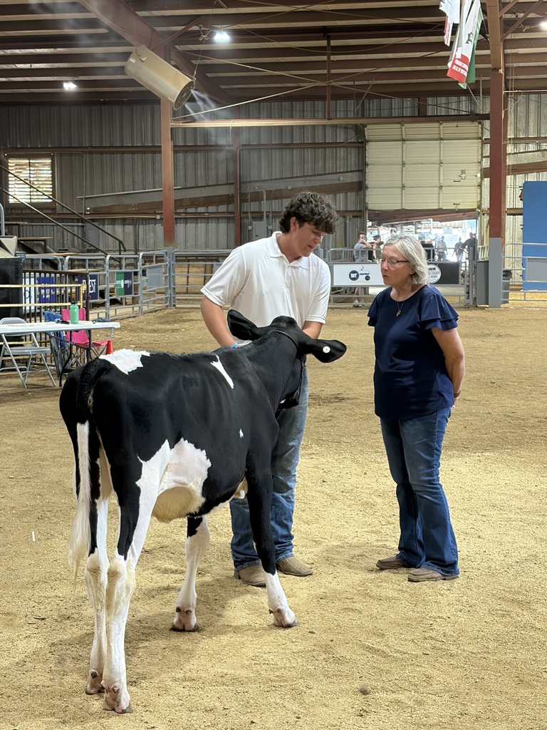 student showing cow in a barn
