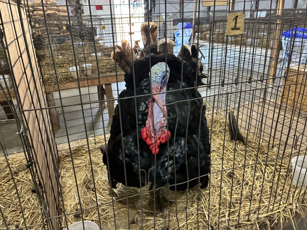 turkey in a cage