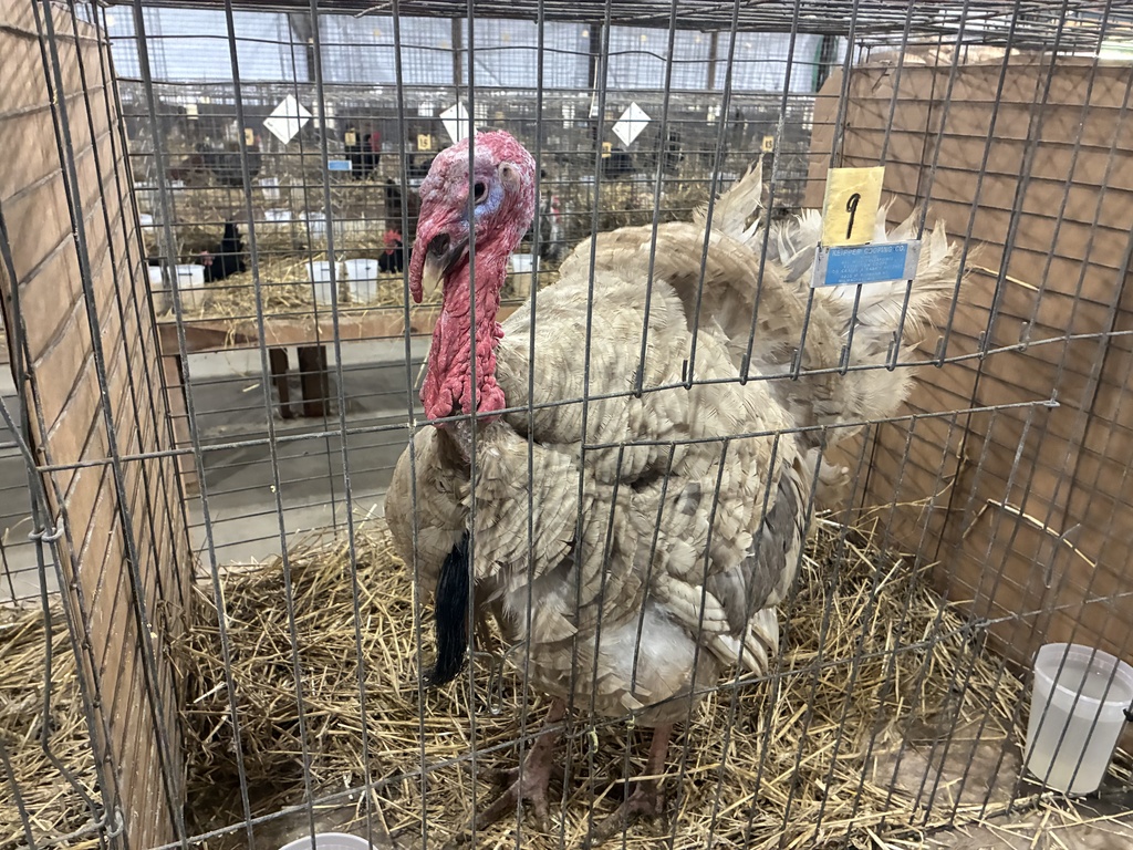 turkey in a cage
