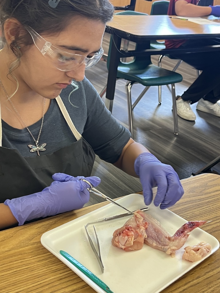 A person wearing gloves and glasses is cutting meat on a tray in a classroom.