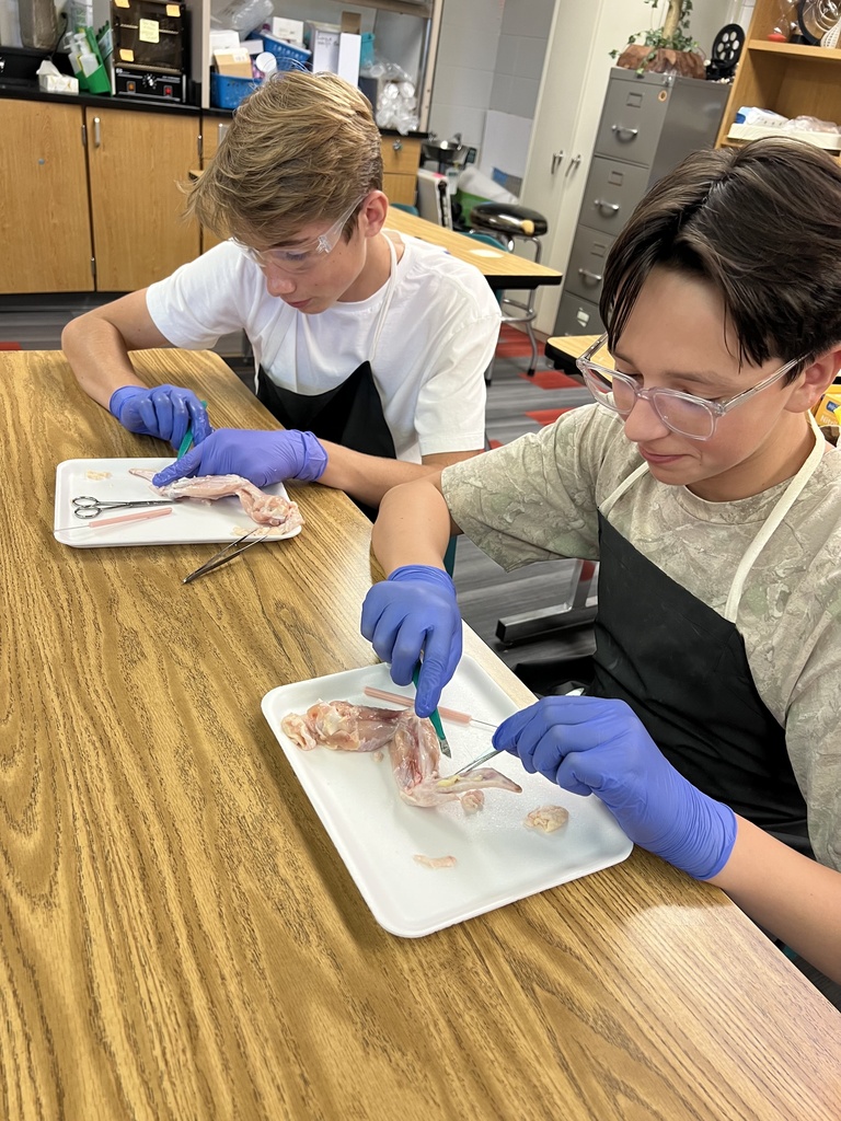 Two students, wearing gloves, use tools to examine fish anatomy on trays in a classroom.