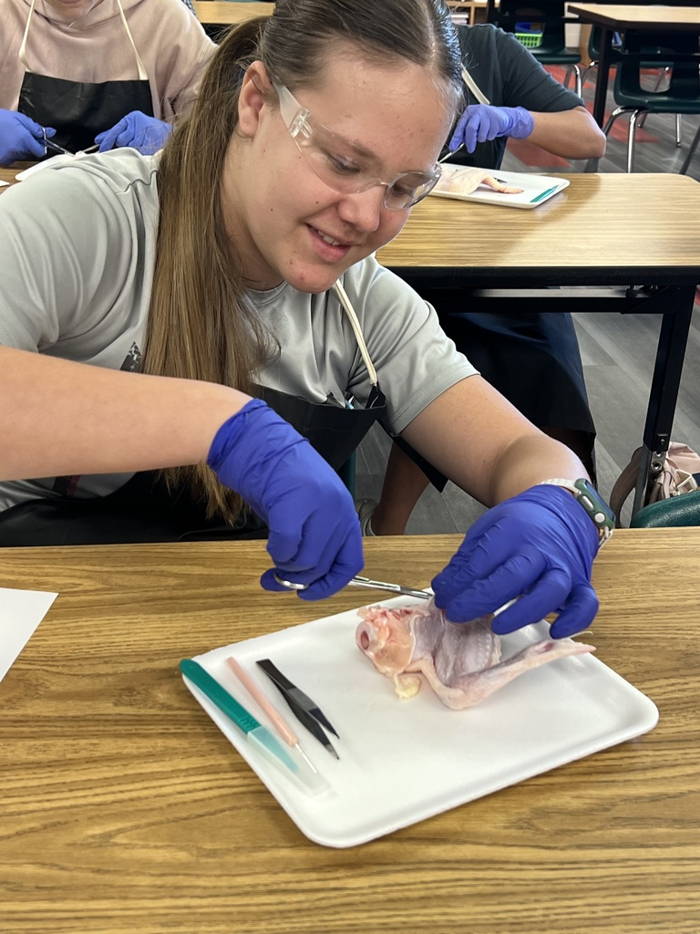 A person dissecting a chicken on a tray. A pair of scissors and other tools lie on the tray.