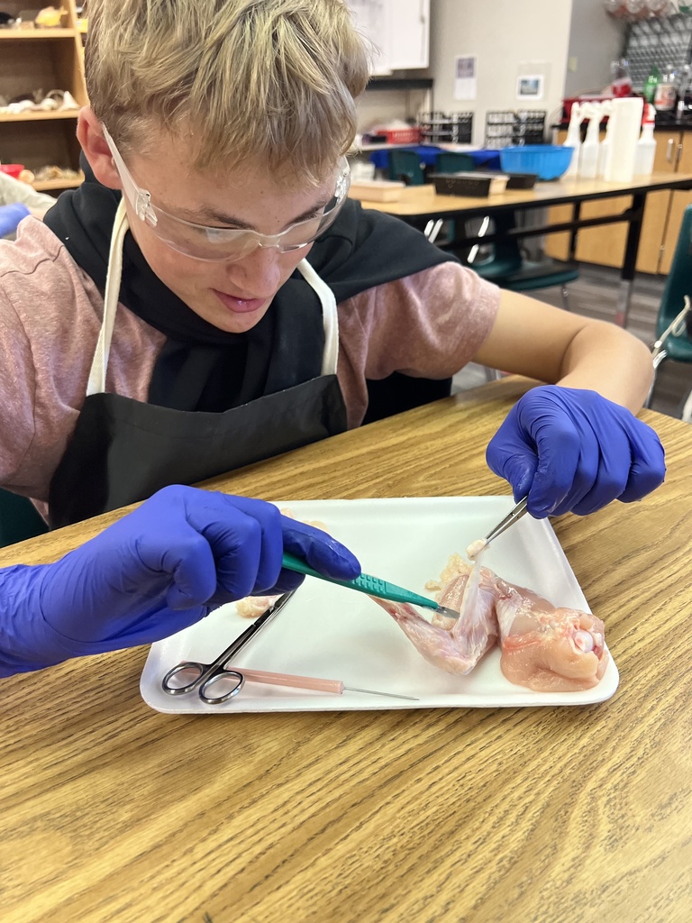 A student with goggles and gloves dissects a frog on a table, holding tweezers and scissors.