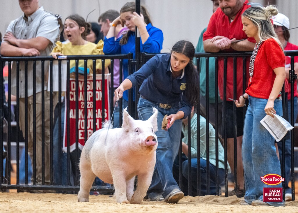People watching an event with a woman holding a leash of a white pig. Black fence in foreground.
