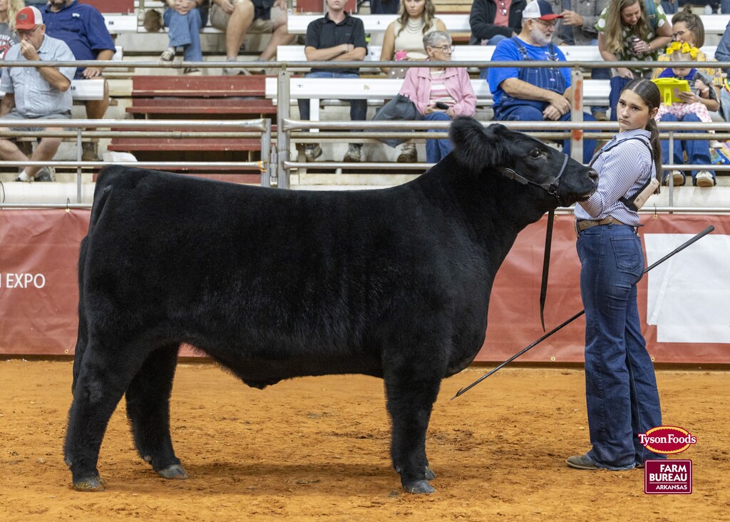 A black cow stands in an arena, with a woman holding a rope nearby. Spectators sit on bleachers.