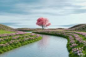 river and pink tree