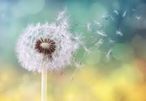 dandelion blowing away
