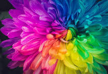 colorful flower