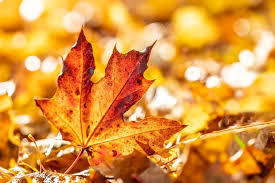 autumn leaves