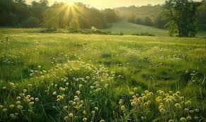 grassy meadow