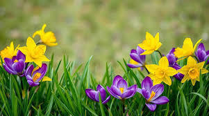 Spring Flowers