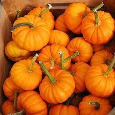 pumpkins