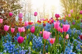 field of flowers