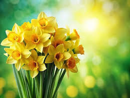daffodils