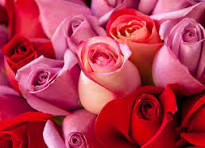 pink and red roses