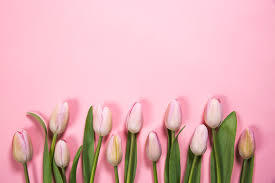 pink tulips