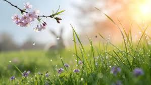 spring flowers