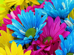 colorful flowers